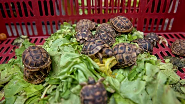 food for small turtle