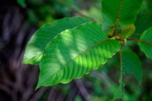 Kratom’s Curious Combining: A Natural Ingredient Creative Cocktail